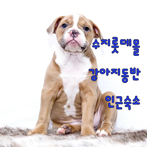수지 롯데몰 반려견 동반 매장 리스트..