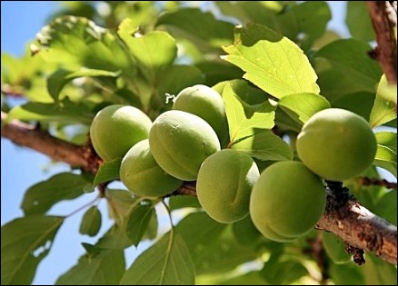 매실액기스 부작용 4