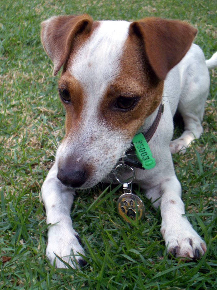 강아지 발톱 정리 관련 사진