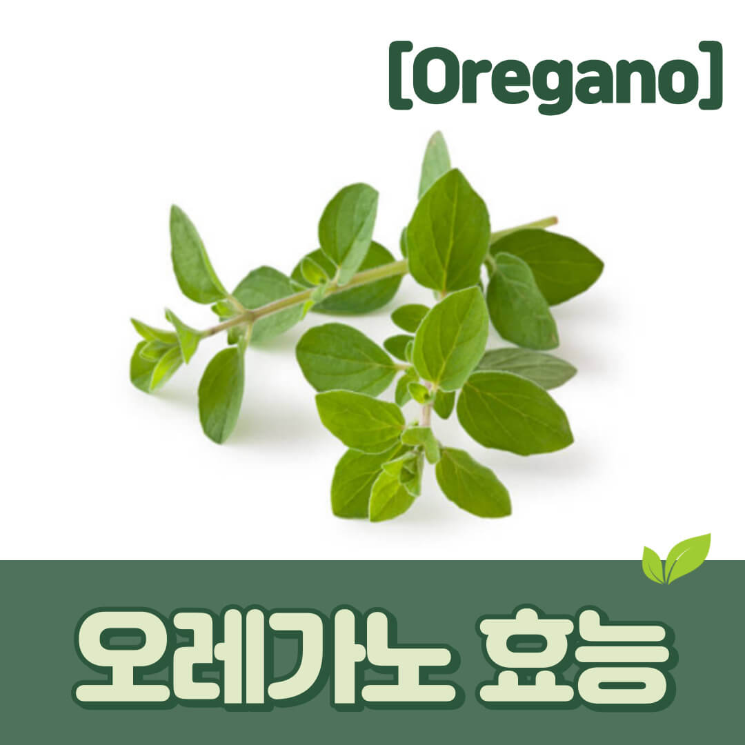 오레가노