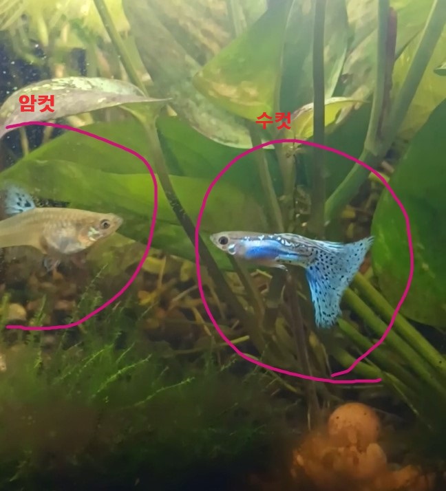 직장인 구피 먹이 주는 방법