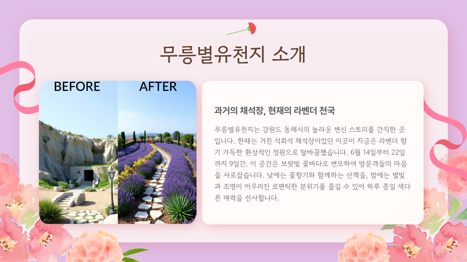 동해 무릉별유천지 라벤더축제