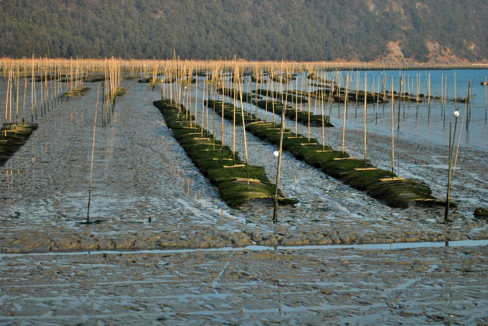 내저마을 매생이 양식장