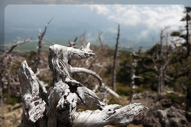 새해 맞이 한라산 야간 탐방예약안내 이용요금
