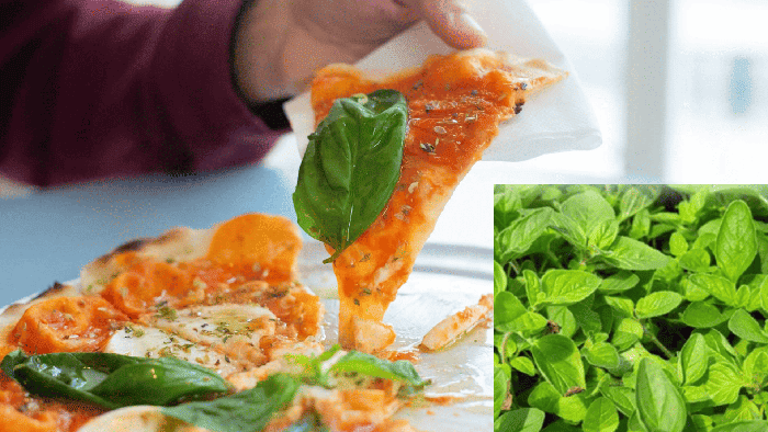 오레가노와 피자 요리