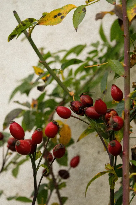 나무에-열린-구기자