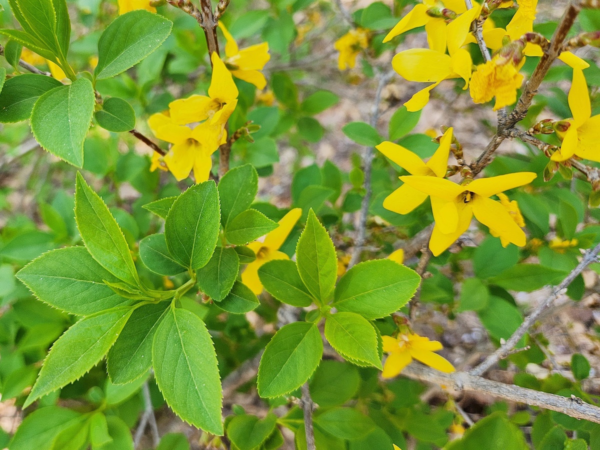 개나리
