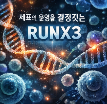 RUNX3란 무엇인가