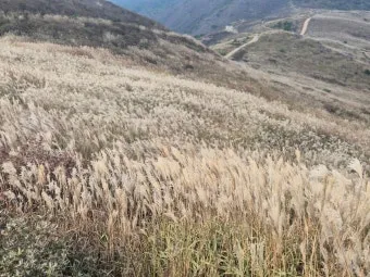 서울 억새축제 2025 일정위치 총정리로 안내_17