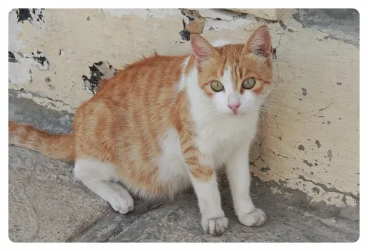 고양이 임신 기간 주기 가능나이 배모양_6