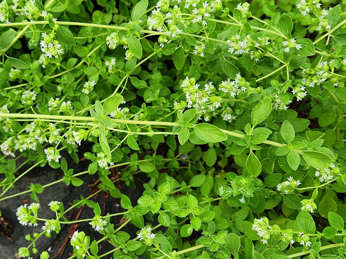 마조람 Marjoram