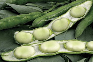 작두콩차 효능15