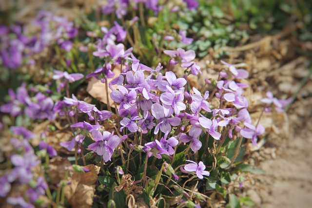 2025 세종수목원 야간개장 행사