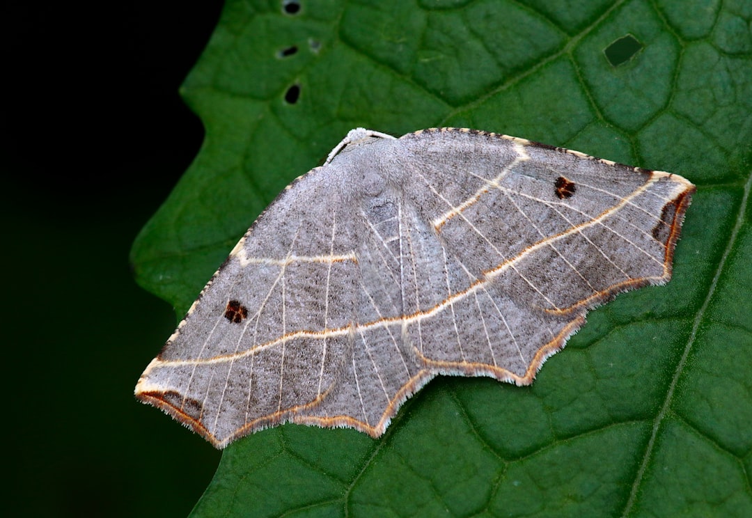 Identification.