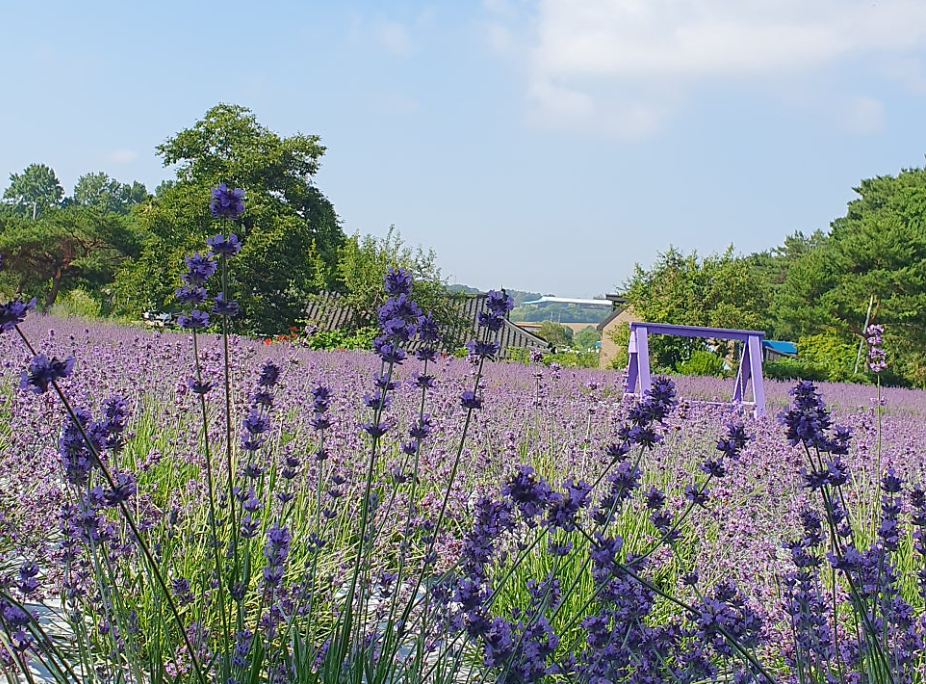 고창 청농원 라벤더