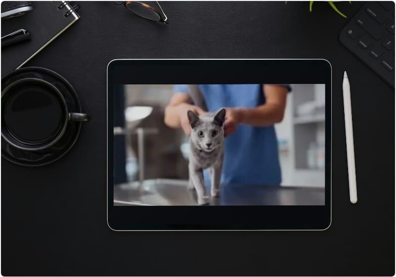 고양이-정기-검진