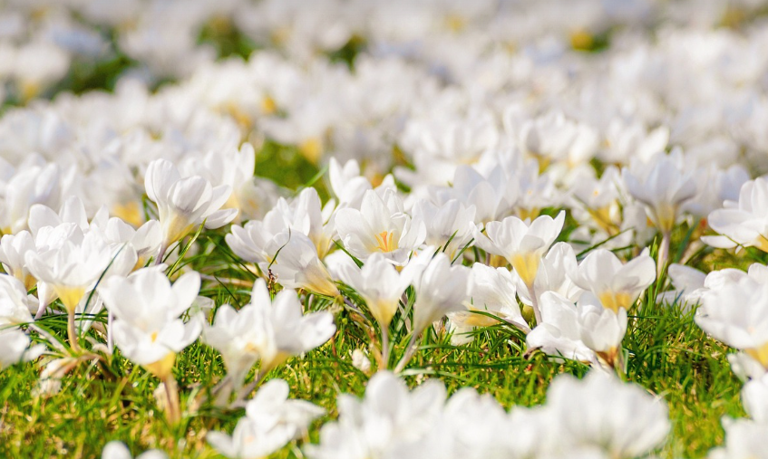 장성 황룡강 길동무 꽃길 축제