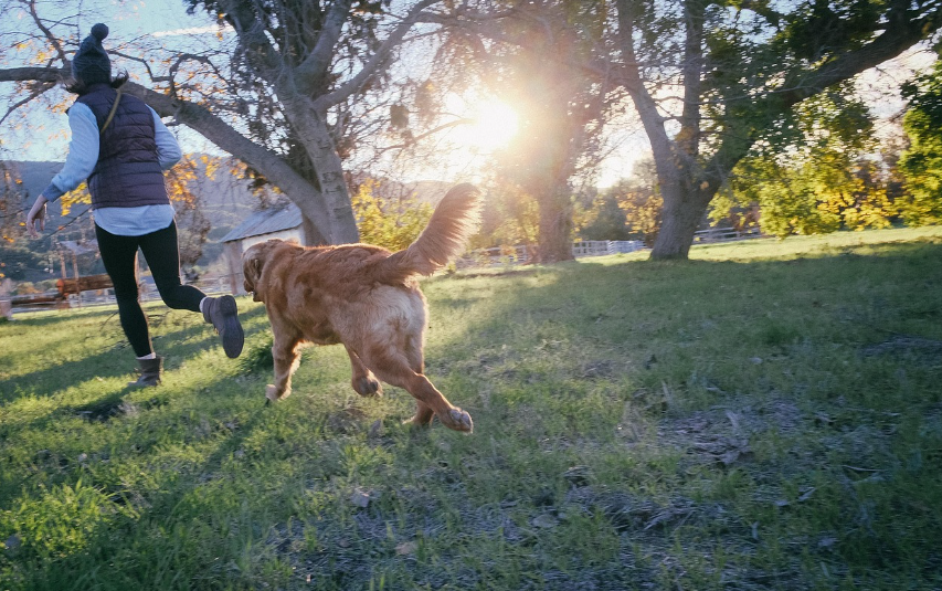 산책하는 강아지와 사람