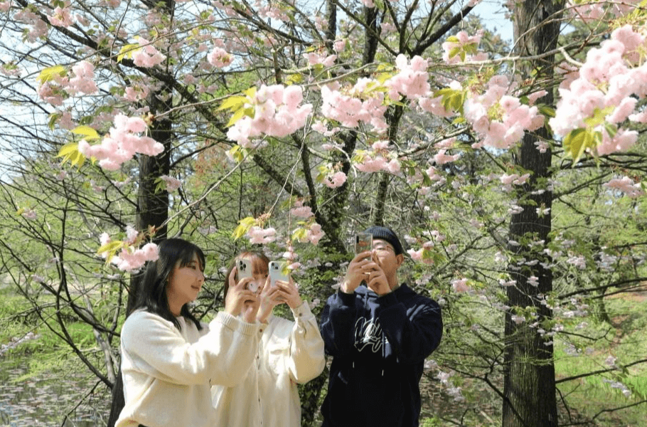 천리포수목원 봄축제: 자연이 피어나는 순간을 걷다!