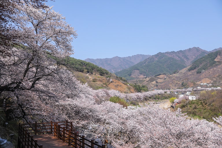 하동 십리벚꽃길 축제 사진