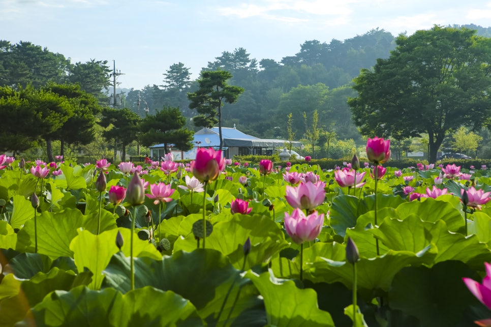 서동공원 궁남지1
