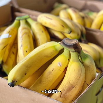 칼륨이 많은 음식