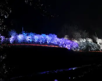 하동 십리벚꽃길 개화상황_13