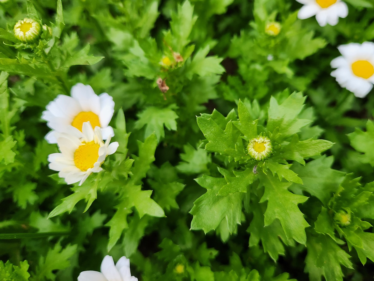 마가렛(미니마가렛)