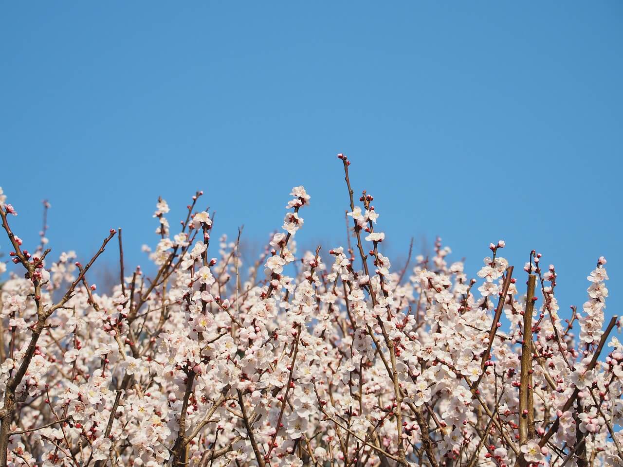 2025 연천 국화축제 일정