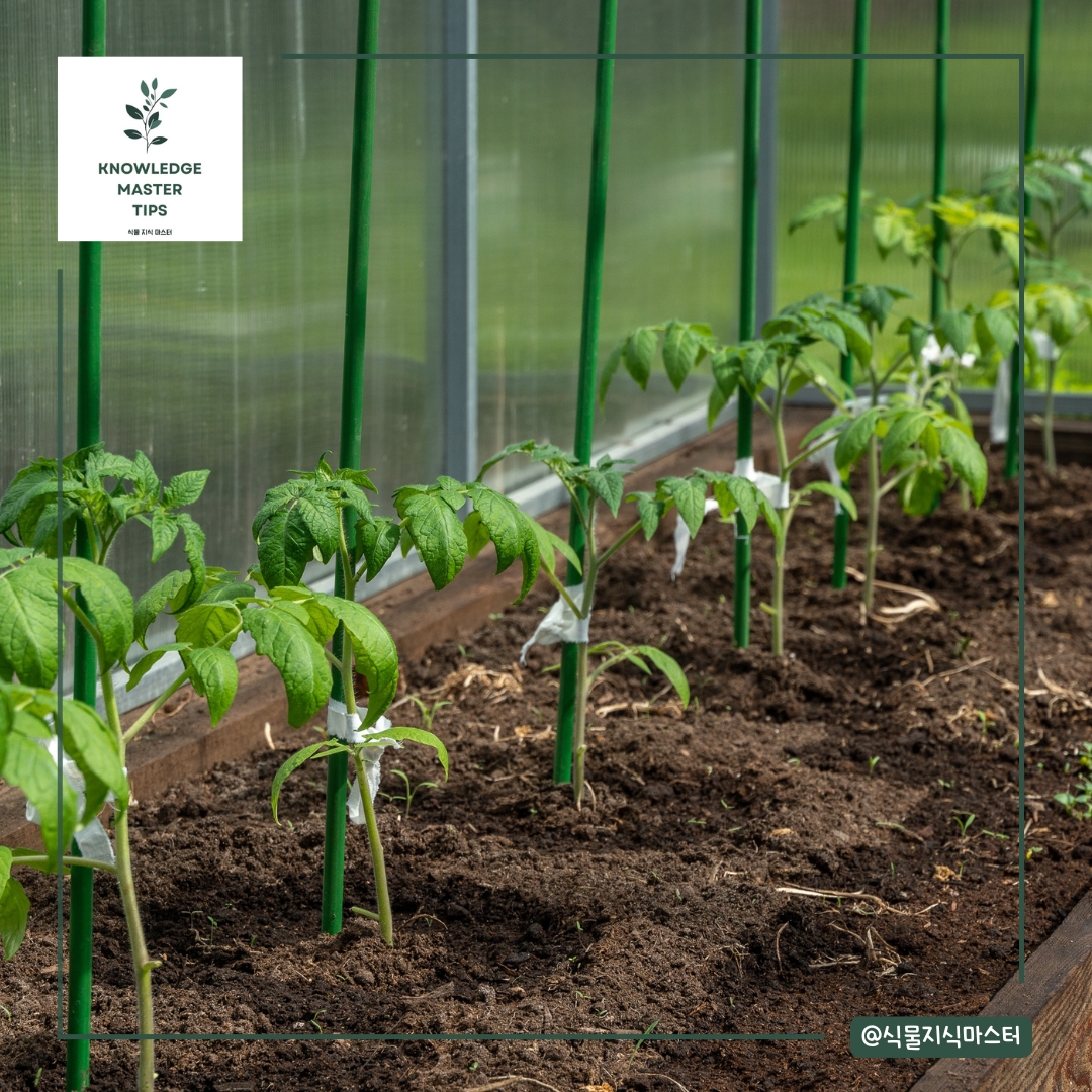 토마토가 잘 자라는 흙의 조건