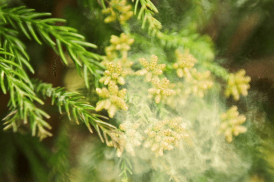 꽃가루가 날리는 모습