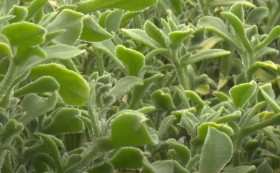 생방송 오늘 아침 아이스플랜트 얼음채소 주문 방법(암 예방 확률 2배) 관련사진