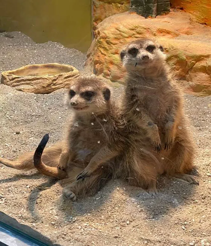 정글카페