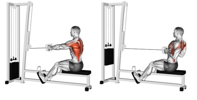 Seated Cable Row