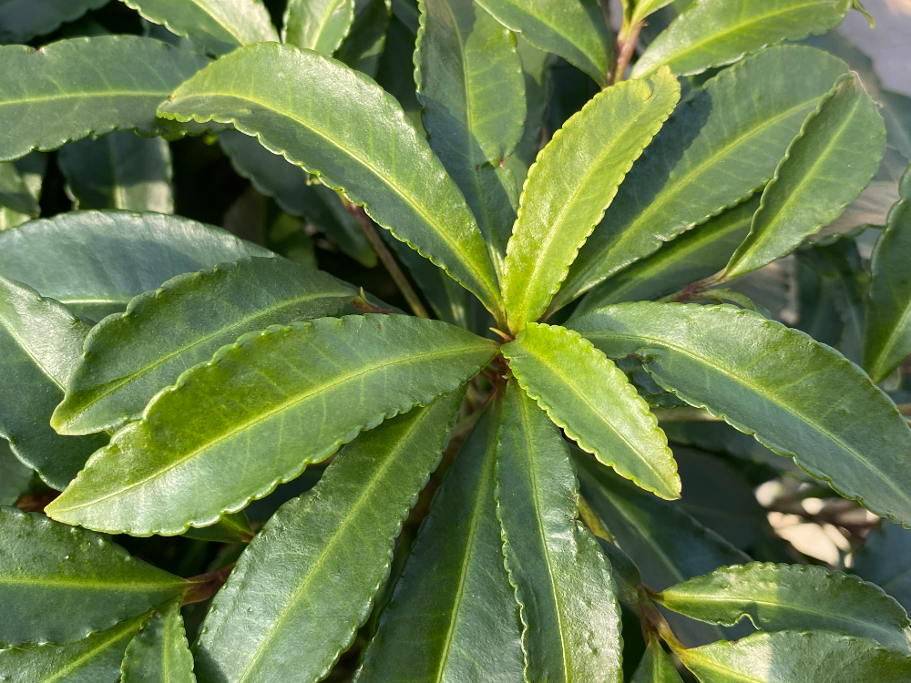 백량금 잎2