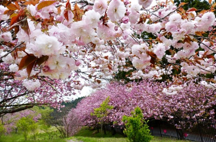 관동 지역 벚꽃