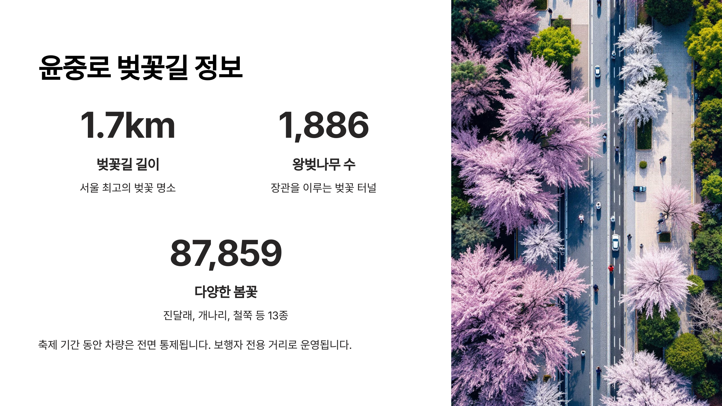 윤중로 벚꽃길 정보