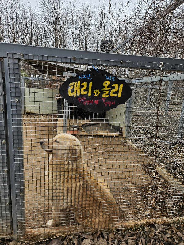 태리와 올리