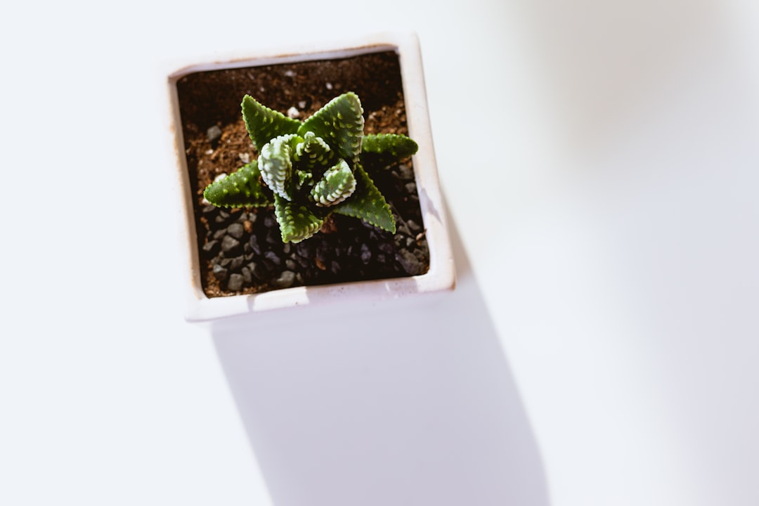 Houseplant.