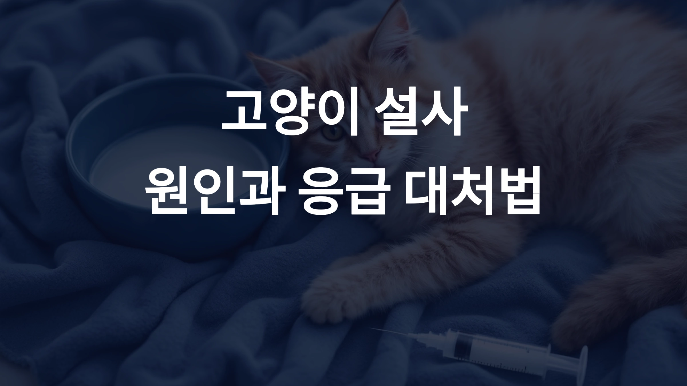 고양이 설사의 원인과 응급 대처법