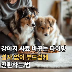 강아지 사료 바꾸는 타이밍과 방법