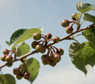 간에 좋은 음식 10