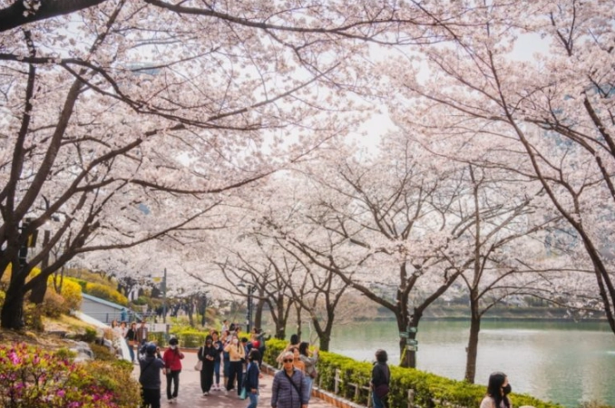 석촌호수 벚꽃 풍경