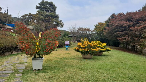 화성_우리꽃식물원_국화전시회