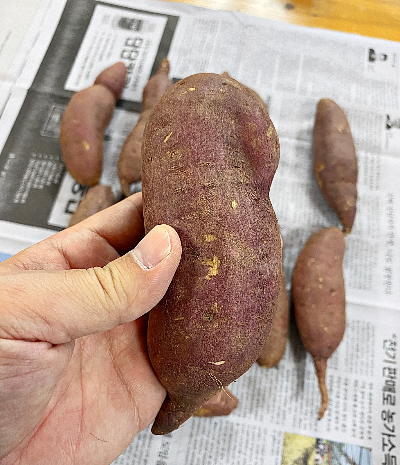 수줍게 보이는 고구마