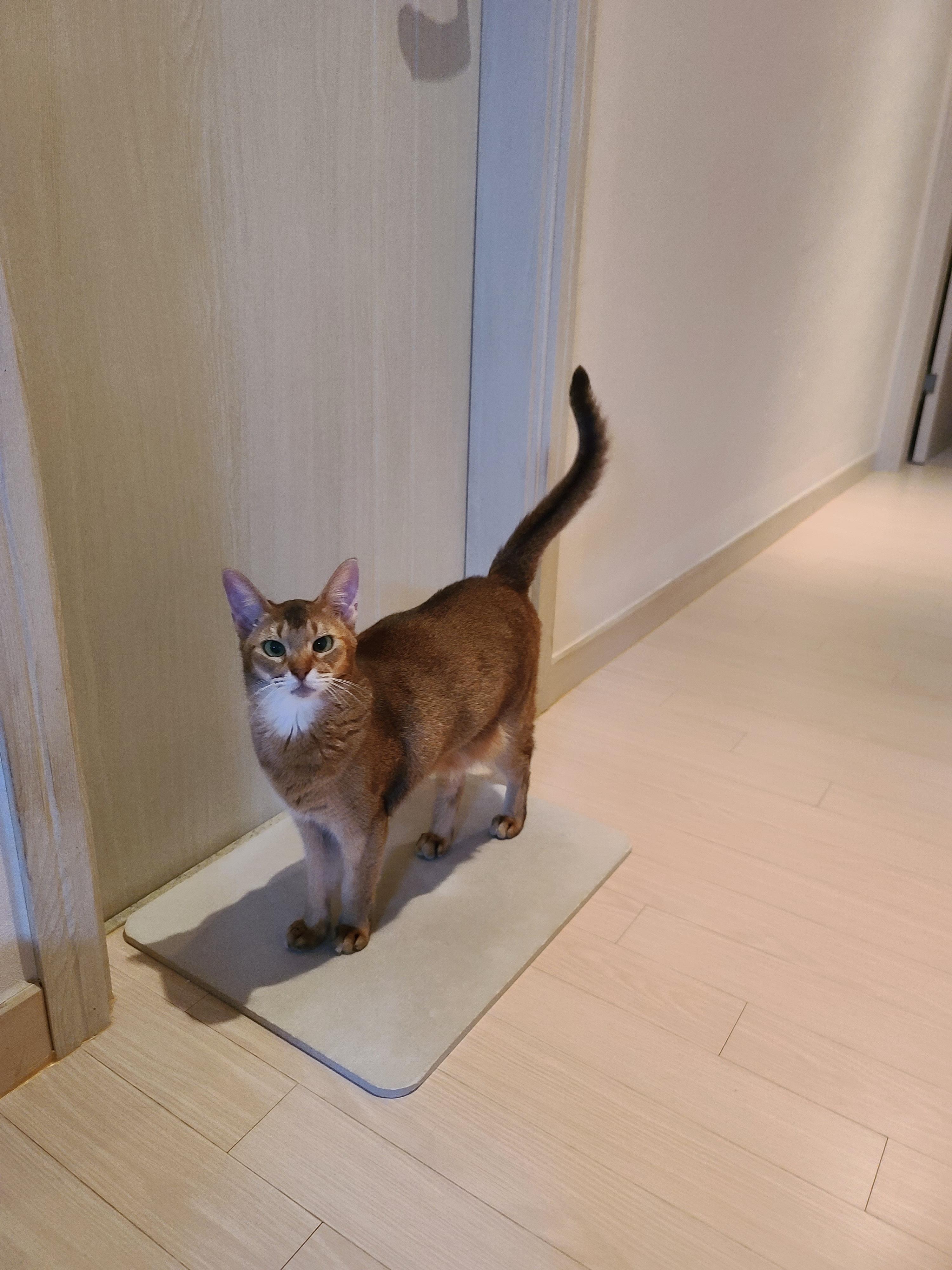 요즘들어 어리광이 늘어버린 외동 성격의 고양이 루디. (feat.질투대마왕 건이)