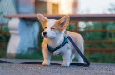 강아지사진/출처:어도비스톡
