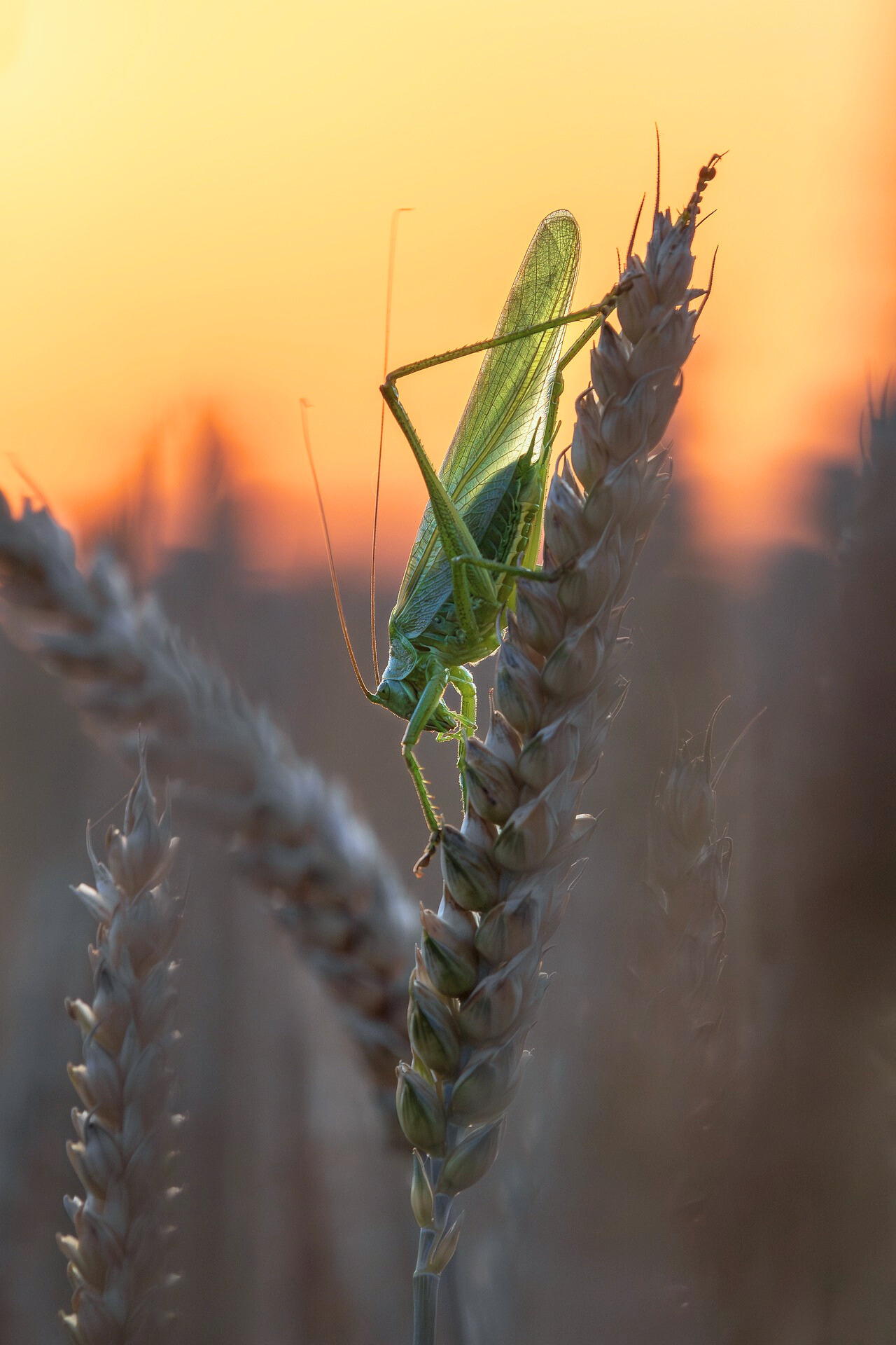 메뚜기 곤충 관련 사진