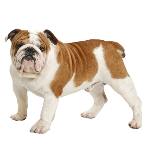불독(Bulldog) 사진