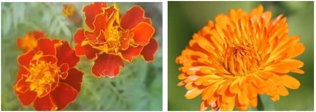 메리골드와 카렌듈라